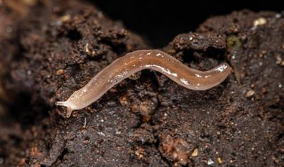 La Barkeriella museensis, una nuova specie di lumachina di 2 centimetri