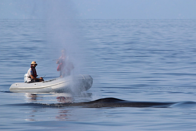 campionamenti_su_fauna_marina