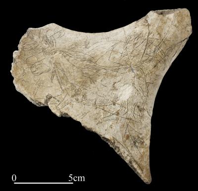Cavallo e cervi in corsa. Arte paleolitica (Grotta Paglicci-Puglia): incisione su osso di ca 19mila anni fa Cavallo e cervi in corsa. Arte paleolitica (Grotta Paglicci-Puglia): incisione su osso di ca 19mila anni fa