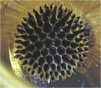 Ferrofluido 
