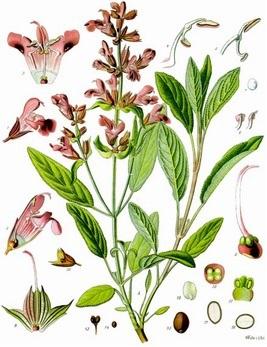 Salvia officinalis L. – “salvia salvatrix”