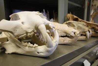 Laboratorio di Archeozoologia