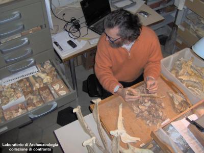Laboratorio di Archeozoologia: collezioni di confronto