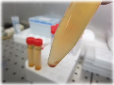 Pharmaceutical Biology Lab 1: Cell Biology Techniques