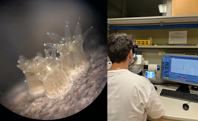 organismi e analisi di laboratorio