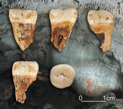 Grotta Paglicci (Rignano Garganico - FG): uno dei reperti analizzati (terzo molare inferiore destro), risalente a circa 33mila anni fa