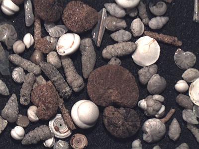 Laboratorio di Paleontologia