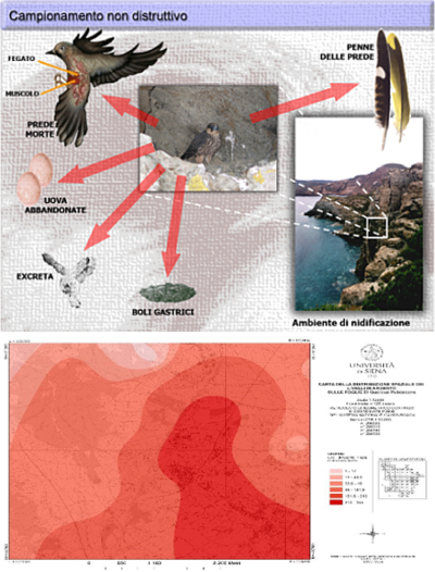  Non-destructive sampling on raptors; Ag distribution map in oak leaves